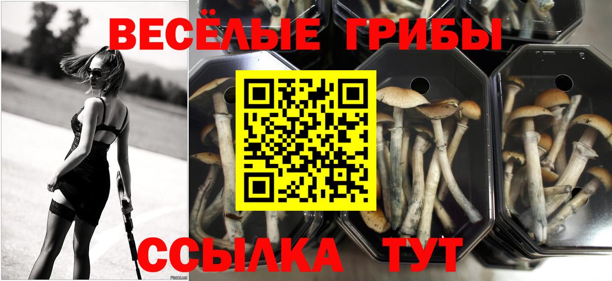 Стрежевой  закладки  Вход с VPN  Псилоцибиновые грибы Cubensis 